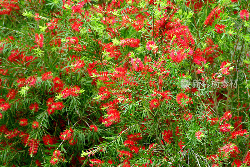 瓶刷鲜花/花萼